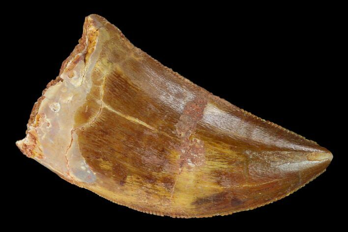 Serrated, Carcharodontosaurus Tooth - Real Dinosaur Tooth #156897